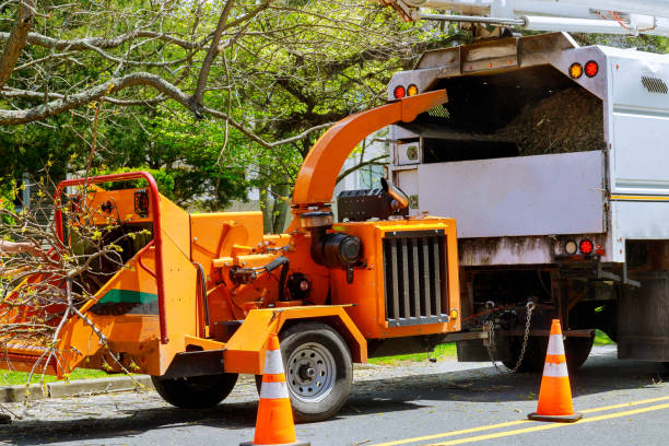 Huntsville, AL Tree Removal Company