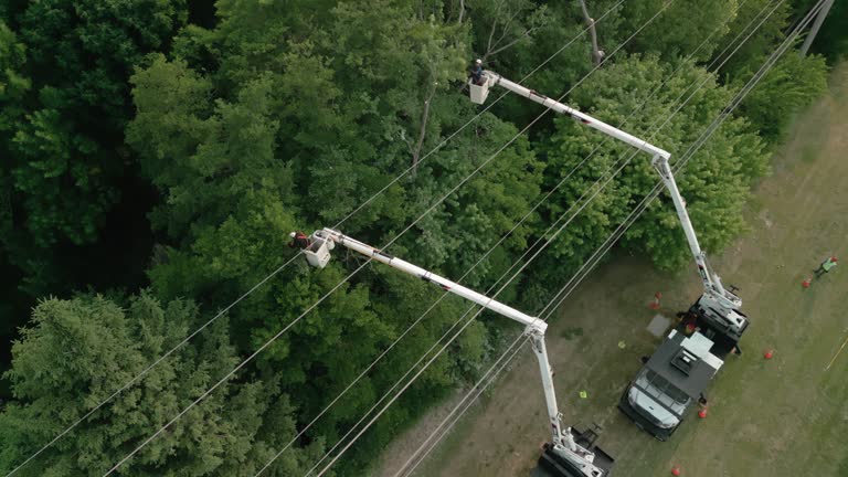 Best Storm Damage Tree Cleanup  in Huntsville, AL