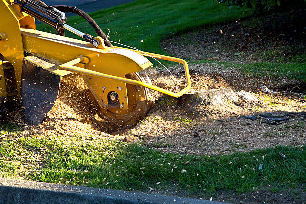 Best Firewood Processing and Delivery  in Huntsville, AL