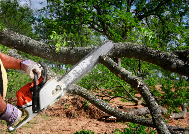 Best Lawn Grading and Leveling  in Huntsville, AL